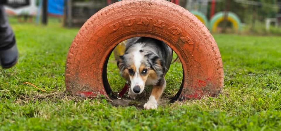 Chien sur parcours d'agility au CECM